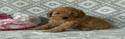 Goldendoodle dogs for sale: Rose - Ad 1