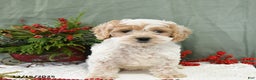 Cavapoo dogs for sale: Ivy - Ad 4