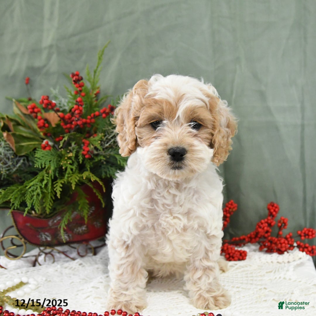 Cavapoo dogs for sale: Ivy - Ad 4