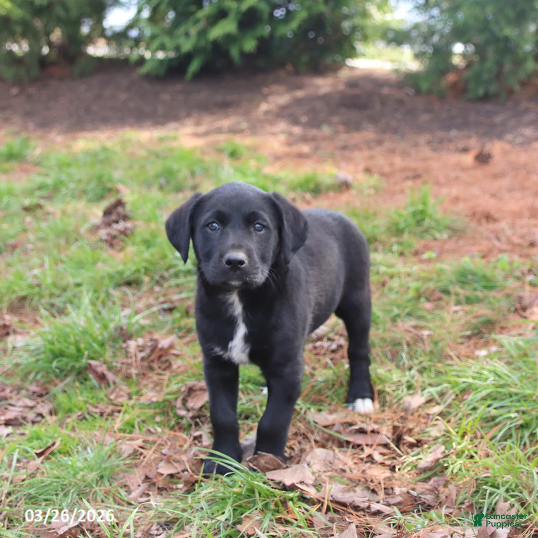 Mixed Breed dogs for sale: Mazie - Ad 2