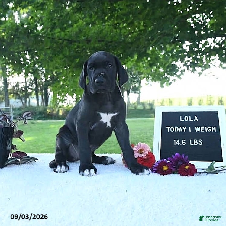 Great Dane dogs Lola - Ad 2