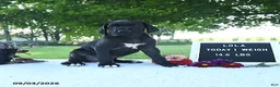 Great Dane dogs for sale: Lola - Ad 7