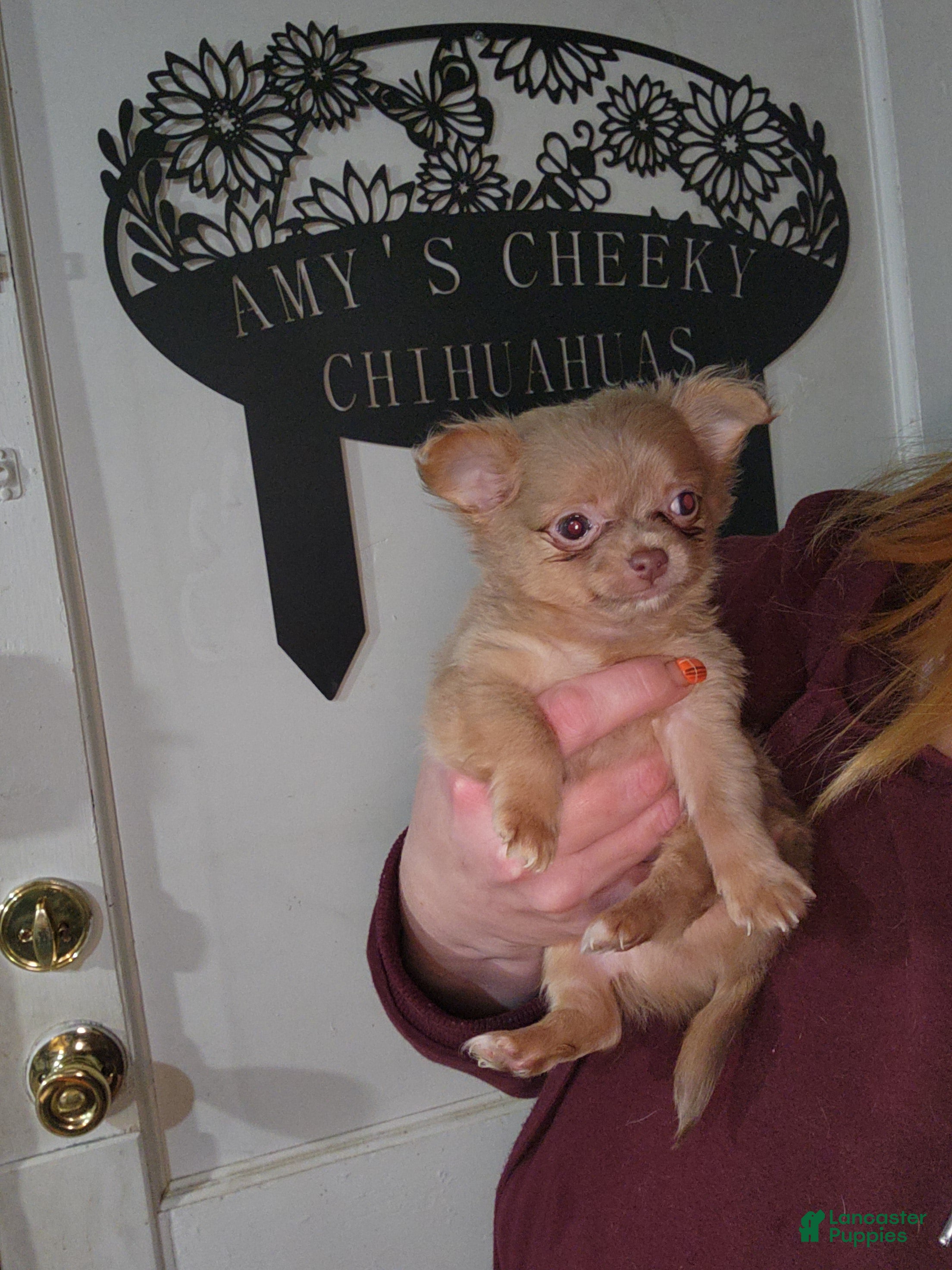 Chihuahua dogs Cinnamini - Ad 38