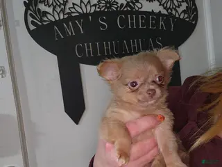 Chihuahua dogs for sale: Cinnamini - Ad 4