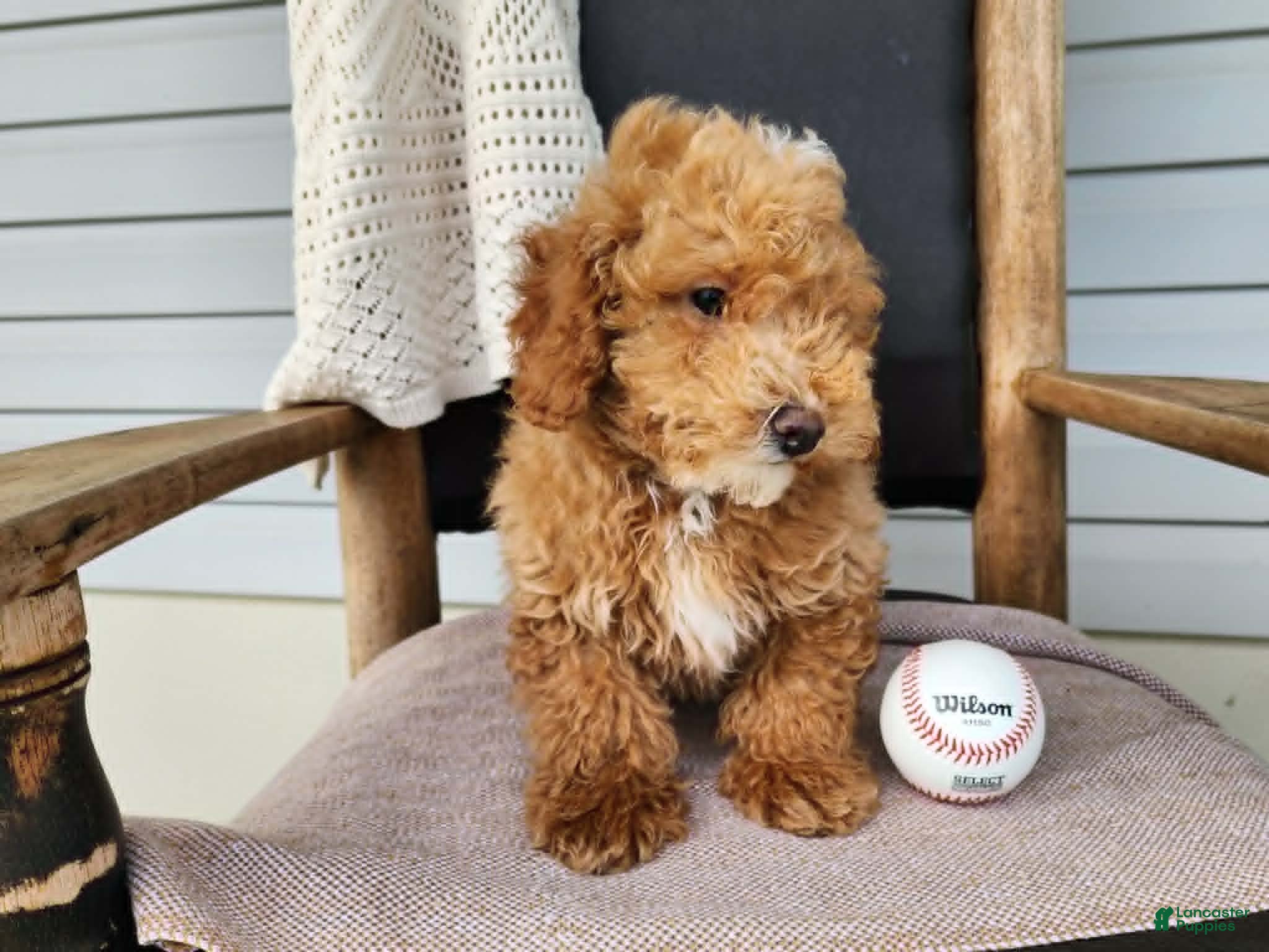 Mini Bernedoodle dogs Spencer - Ad 12