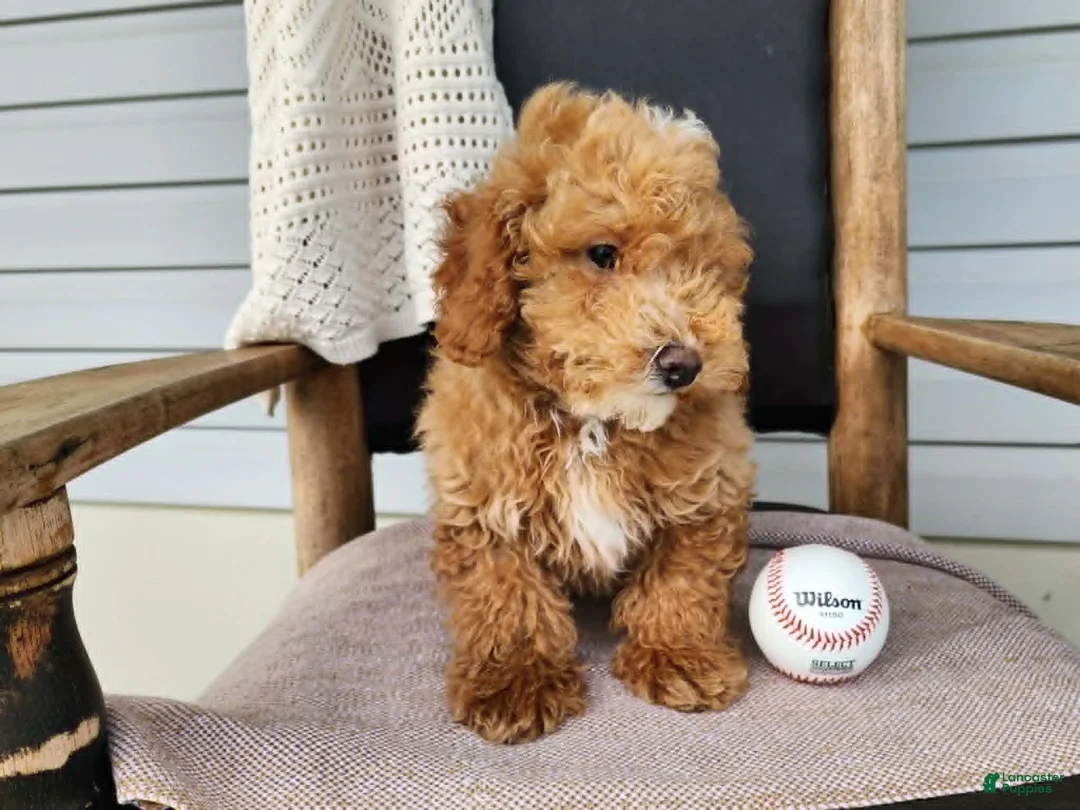 Mini Bernedoodle dogs for sale: Spencer - Ad 1