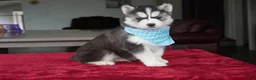 Siberian Husky dogs for sale: Bear - Ad 3