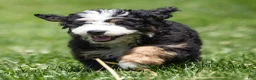 Bernedoodle dogs for sale: Briggs Bernedoodle Puppy  - Ad 5