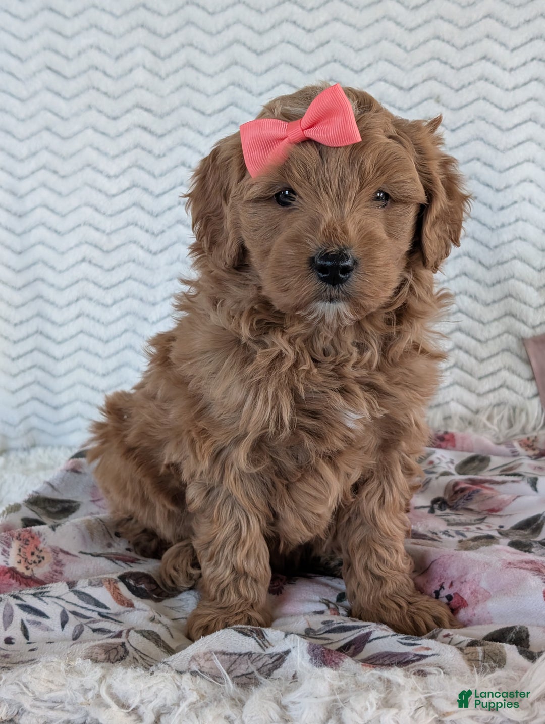 Goldendoodle dogs for sale: Bella - Ad 34