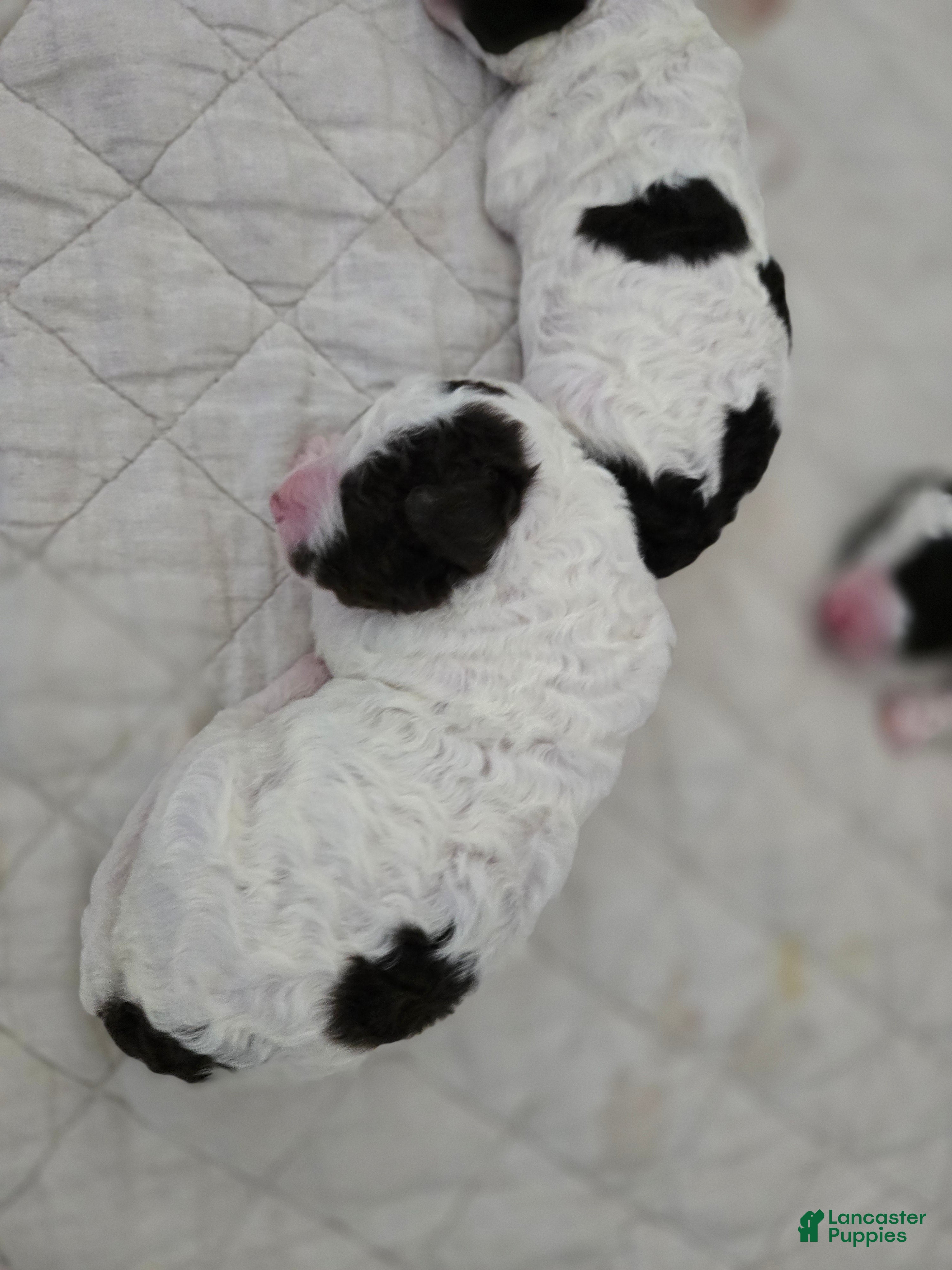 Spanish Water Dog dogs for sale: Spanish Water Dog Puppy 2 - Ad 2