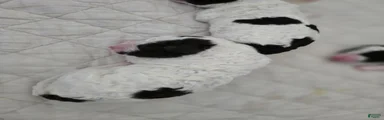 Spanish Water Dog Puppy 2
