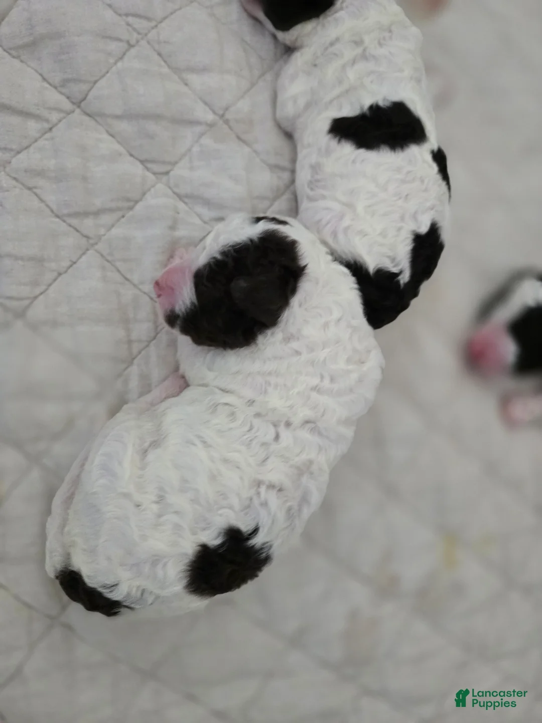Spanish Water Dog dogs for sale: Spanish Water Dog Puppy 2 - Ad 1