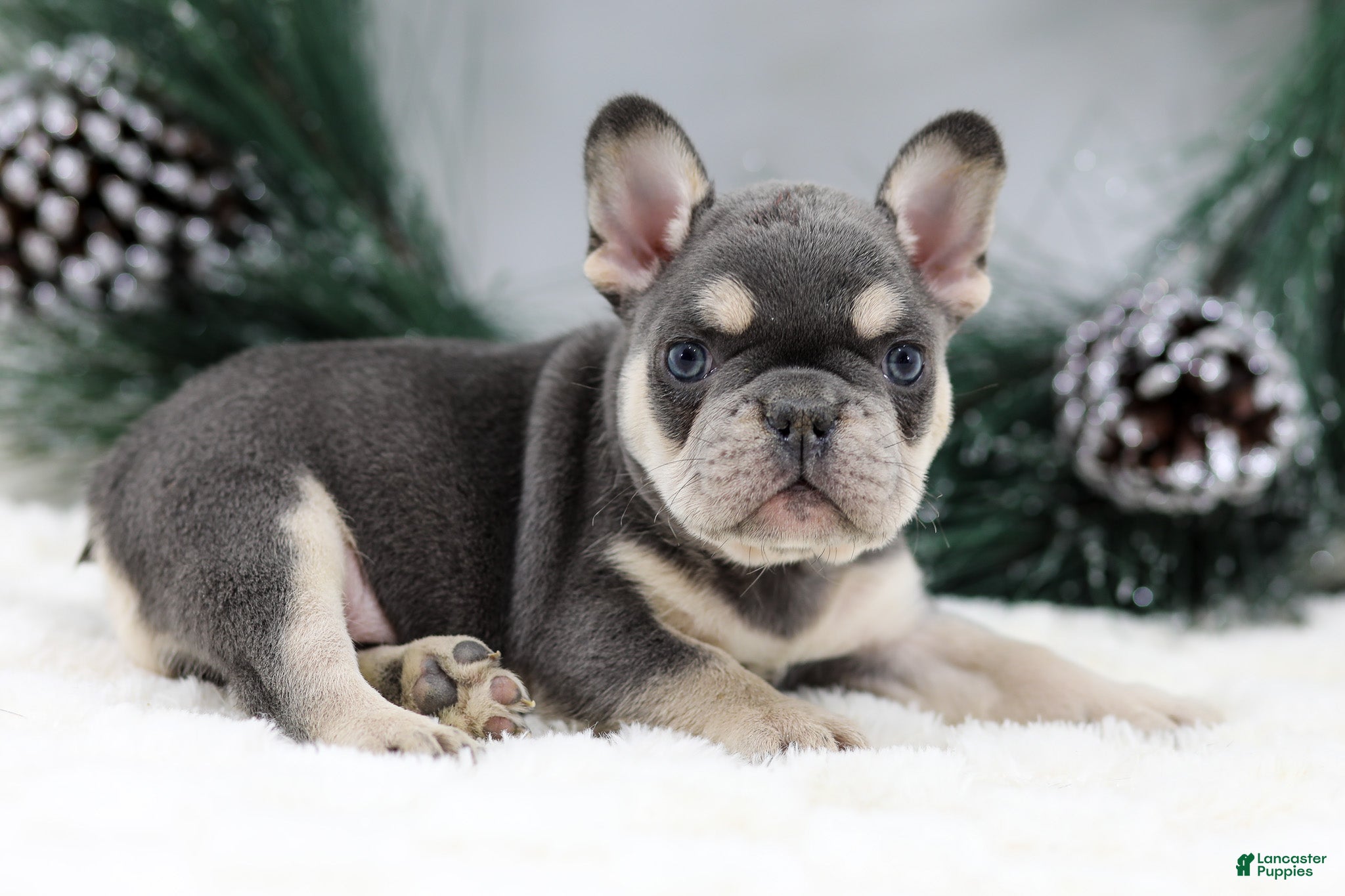 French Bulldog dogs Kurt - Ad 11