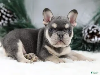 French Bulldog dogs Kurt - Ad 11