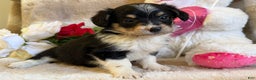 Mixed Breed dogs for sale: Caries - Ad 2
