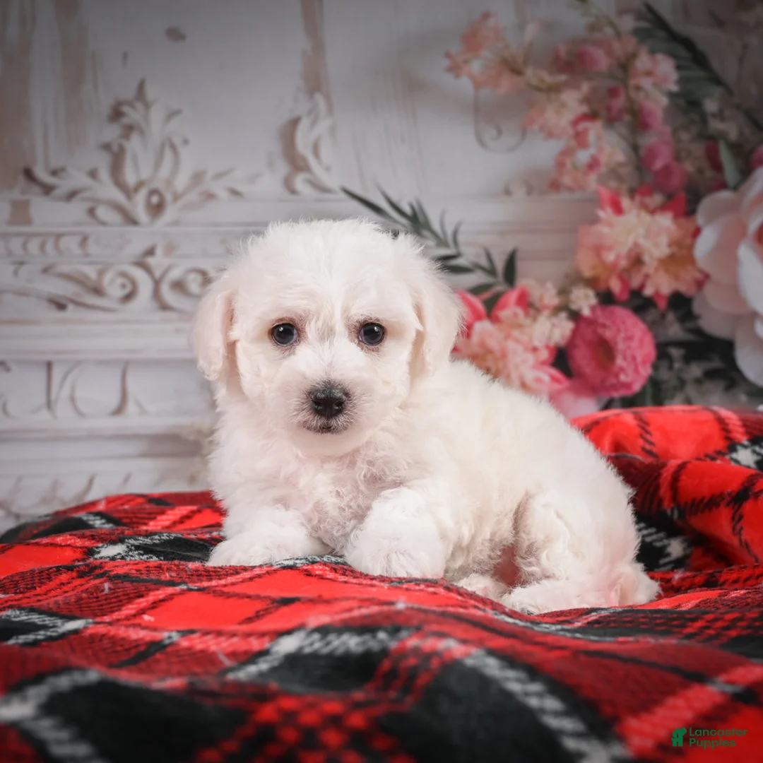 Bichon Frise dogs for sale: AKC-Maisy - Ad 6