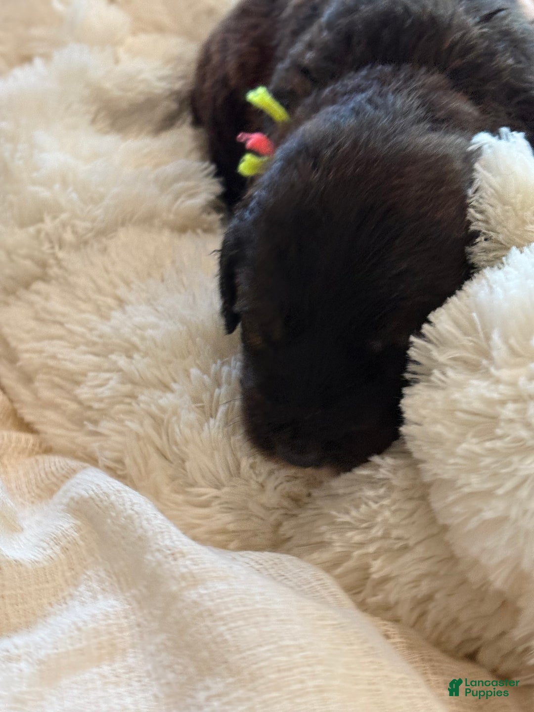 Mixed Breed dogs for sale: Female # 5 English  Shepherd Doodle  - Ad 5