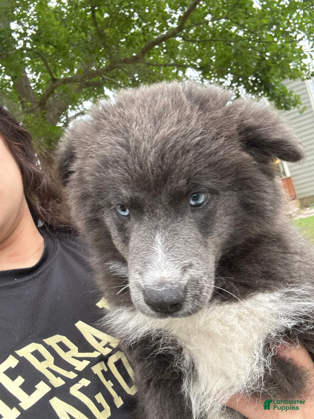 Pomsky dogs for sale: Pomsky Puppy 3 - Ad 2