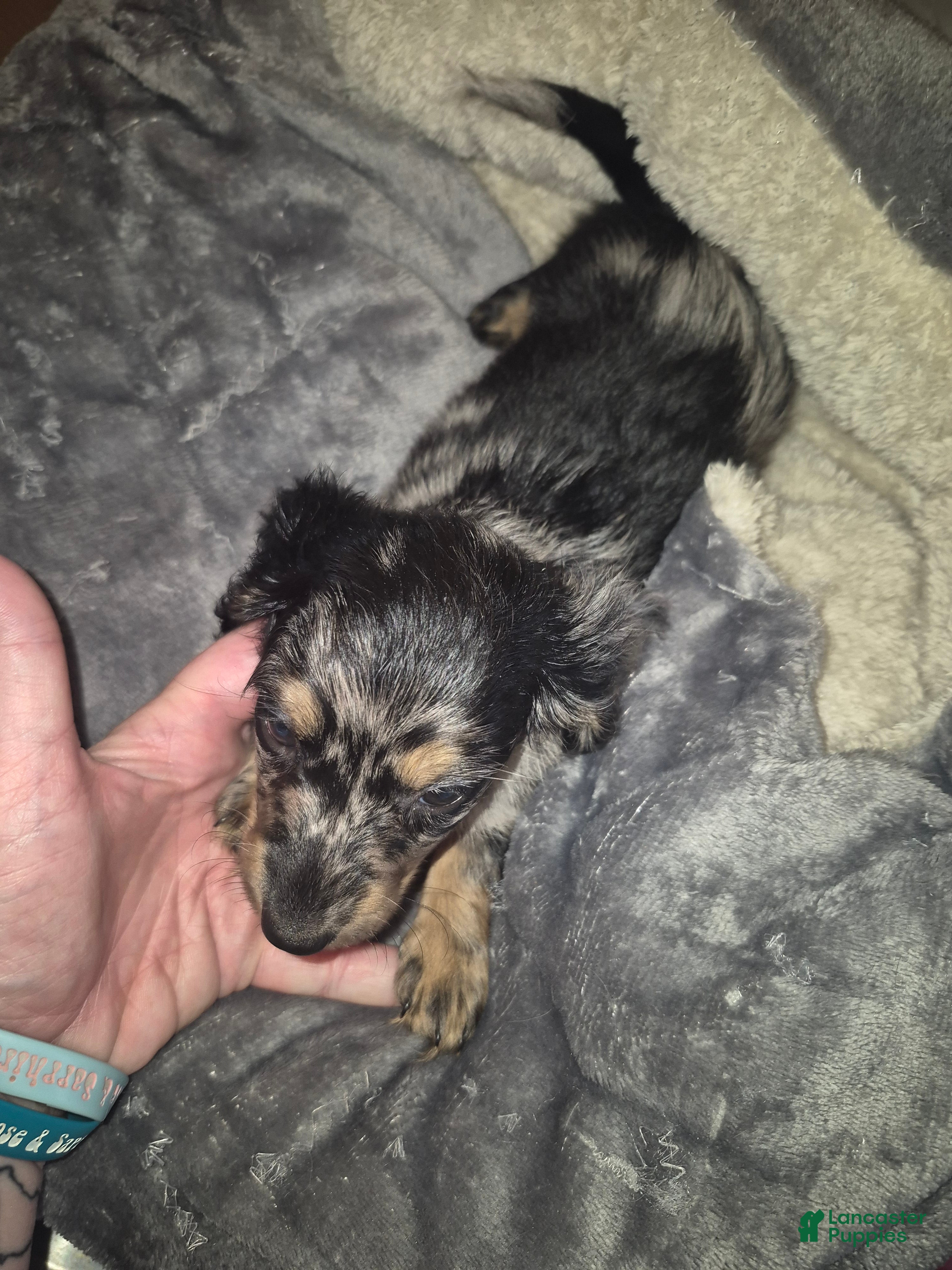 Miniature Dachshund dogs Silver dapple boy  - Ad 2