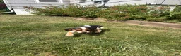 Beagle dogs for sale: Female purple collar summer 2026 - Ad 8