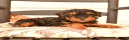 Miniature Poodle dogs for sale: Junior - Ad 2
