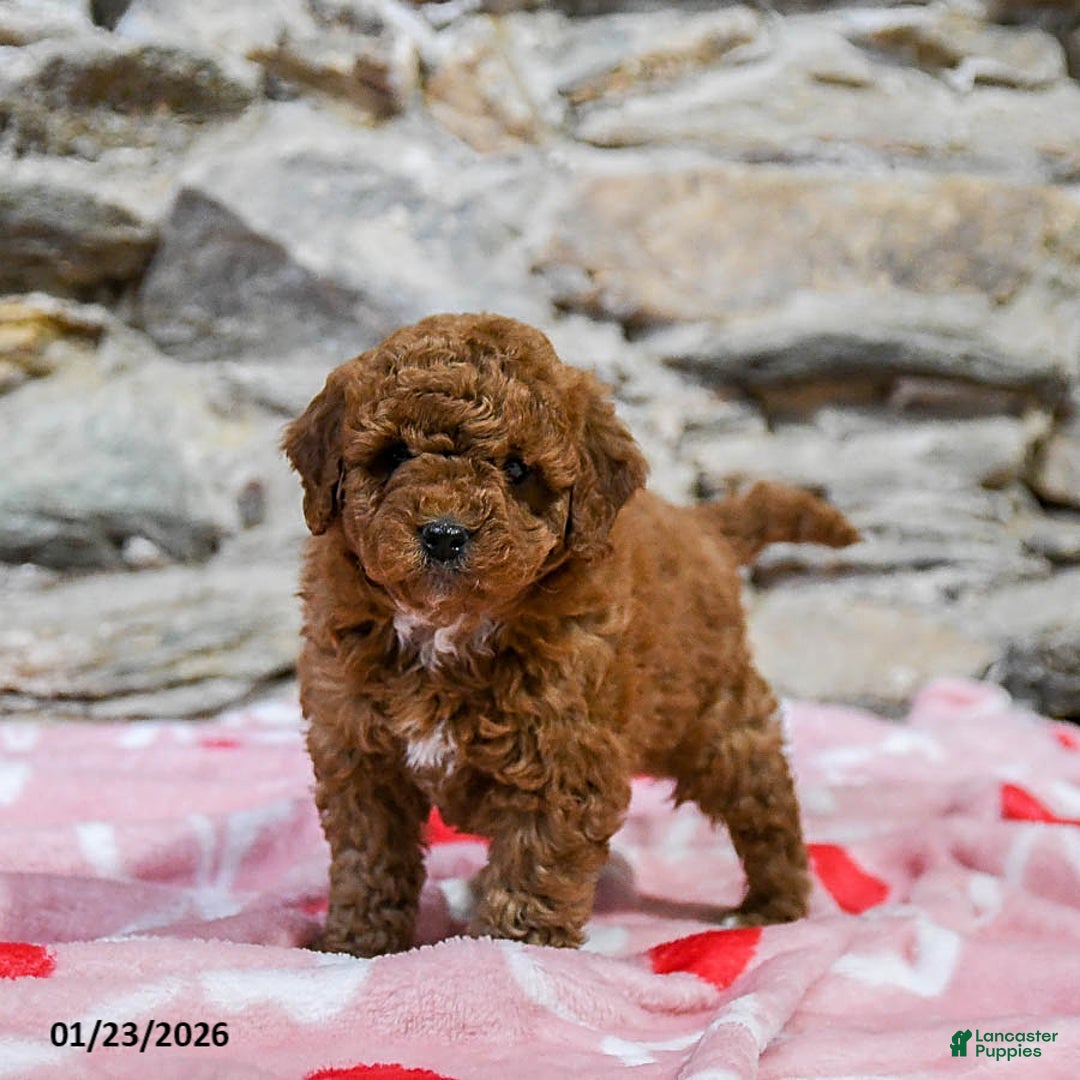 Mini Goldendoodle dogs for sale: Curly - Ad 4