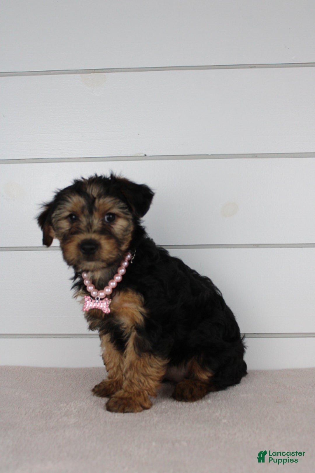 Yorkiepoo dogs for sale: TINKERBELL - Ad 4