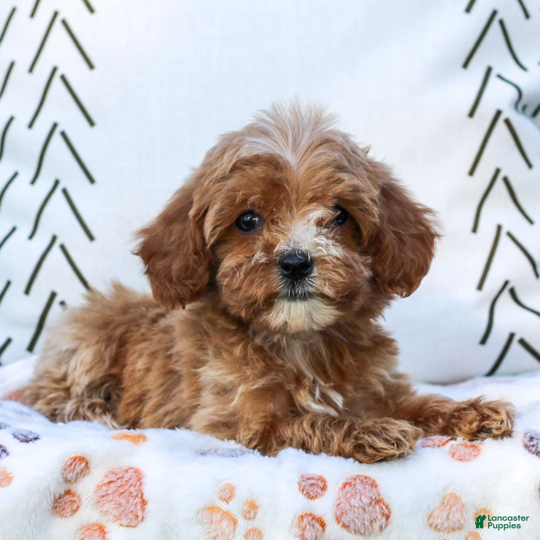 Cavapoo dogs for sale: Lily  - Ad 2