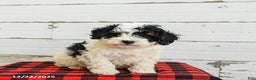 Mini Bernedoodle dogs for sale: Cannoli - Ad 3