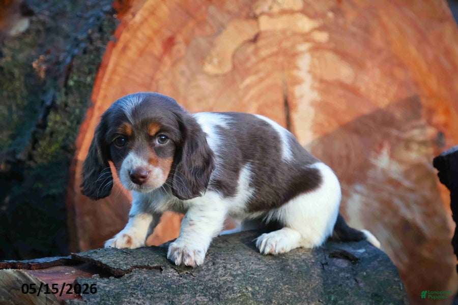 Miniature Dachshund dogs for sale: Mandi - Ad 9