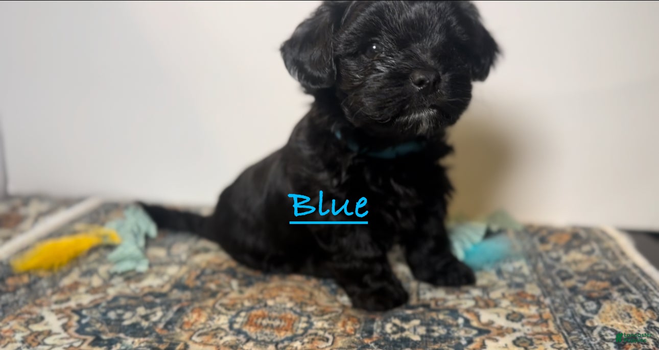 Mixed Breed dogs Duke - Ad 10