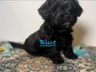 Mixed Breed dogs Duke - Ad 10