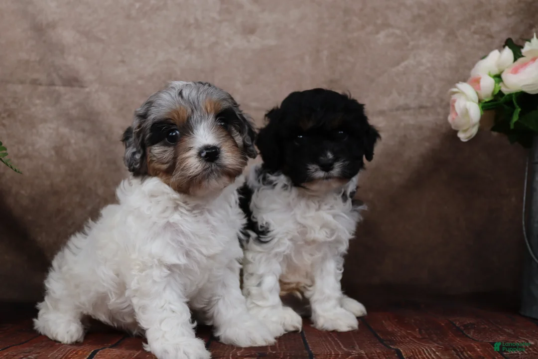 Cavapoo dogs for sale: Sherman - Ad 9