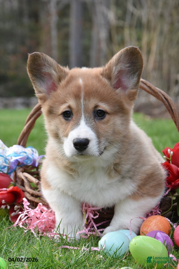 Welsh Corgi Pembroke dogs Buster - Ad 2