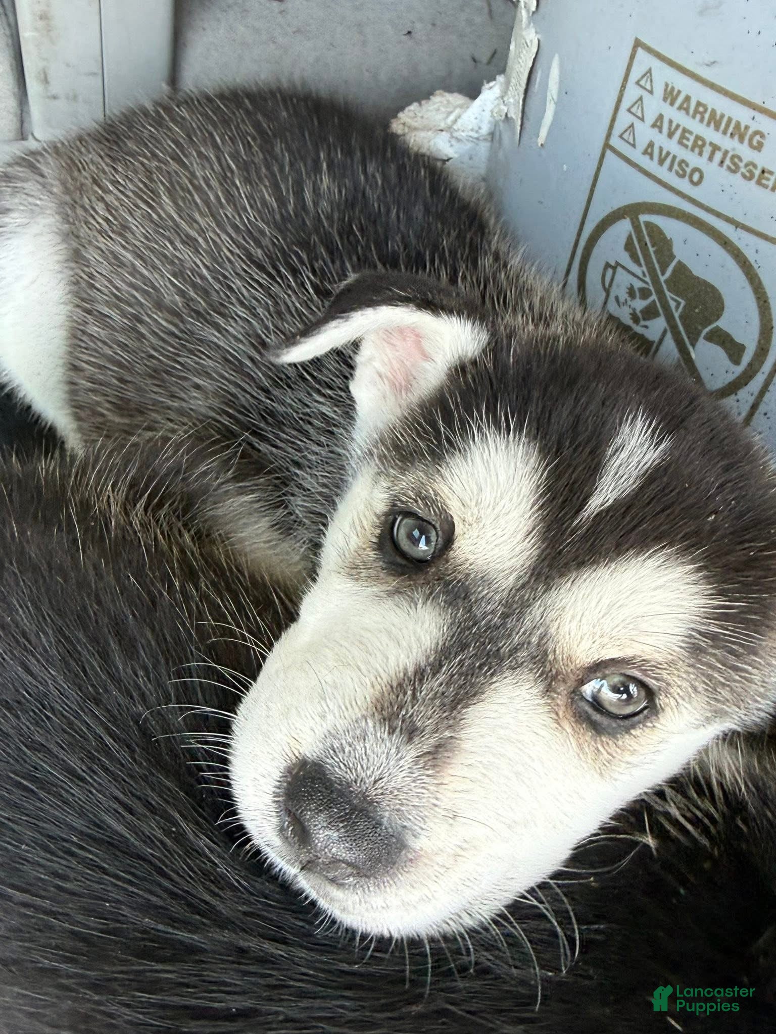 Siberian Husky dogs Siberian Husky Puppy 4 - Ad 5