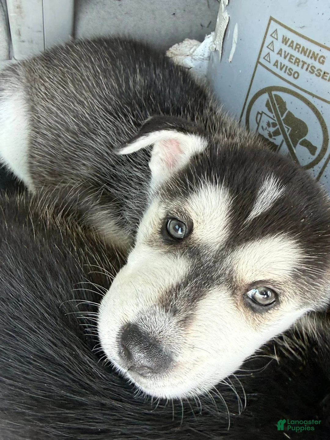 Siberian Husky dogs for sale: Siberian Husky Puppy 4 - Ad 1