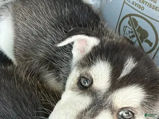 Siberian Husky dogs Siberian Husky Puppy 4 - Ad 5