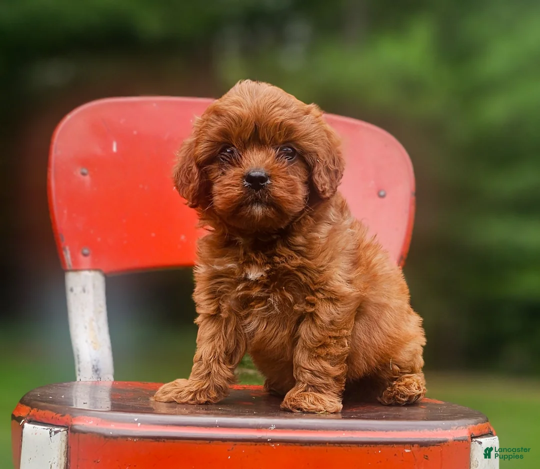 Cavapoo dogs for sale: River - Ad 1