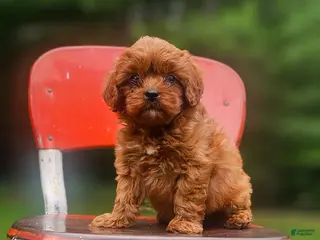 Cavapoo dogs for sale: River - Ad 1