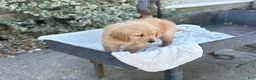 Golden Retriever dogs for sale: Micky - Ad 3