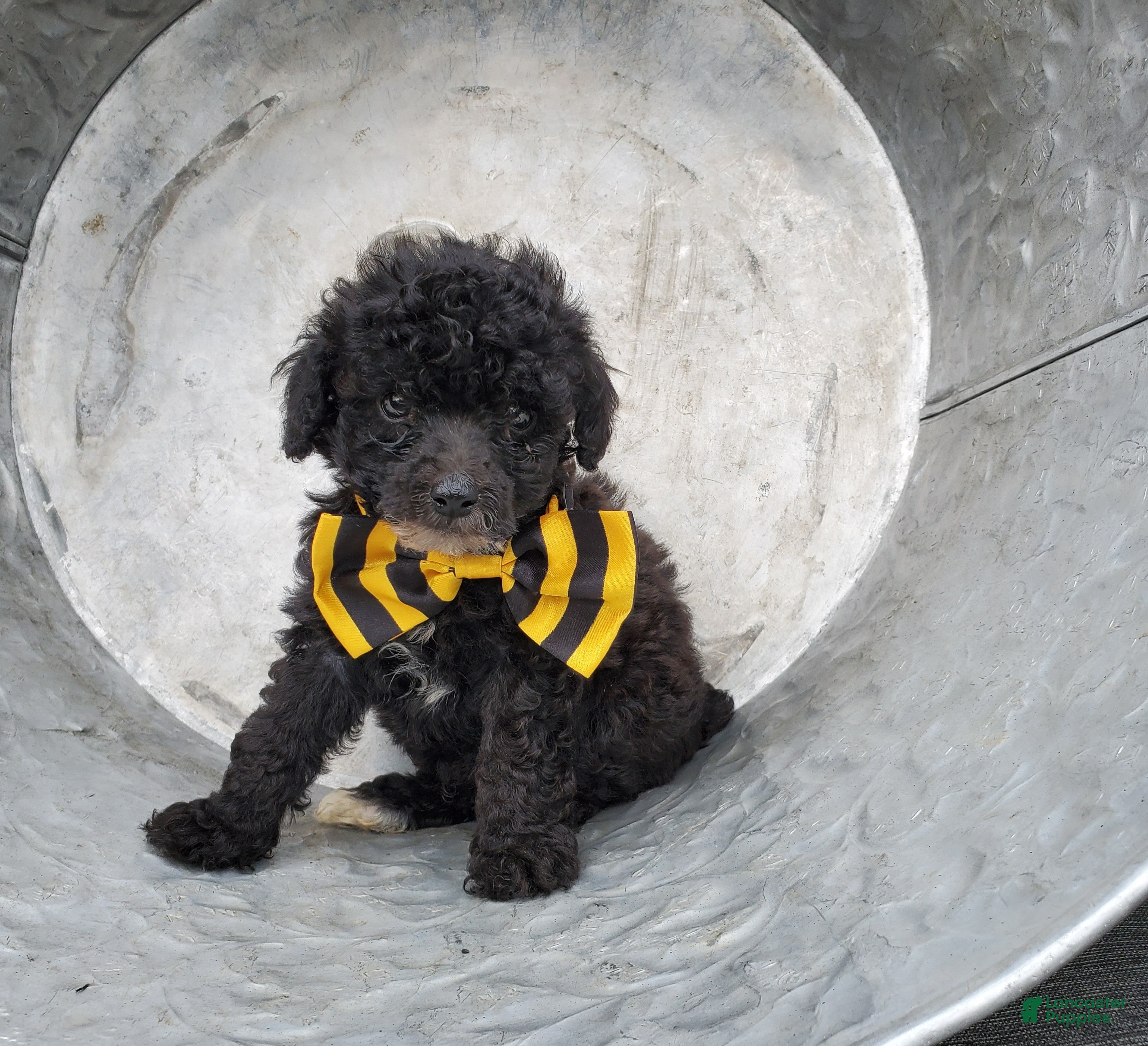 Toy Poodle dogs Bowser - Ad 2