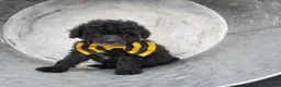 Toy Poodle dogs for sale: Bowser - Ad 2