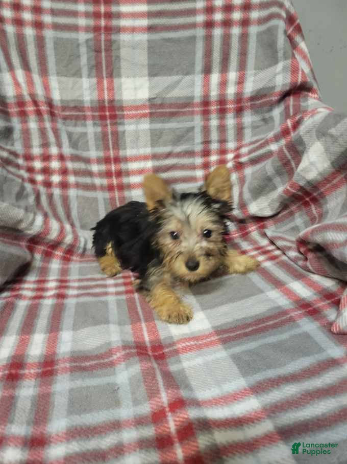 Silky Terrier dogs Bentley - Ad 2