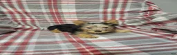 Silky Terrier dogs for sale: Bentley - Ad 2