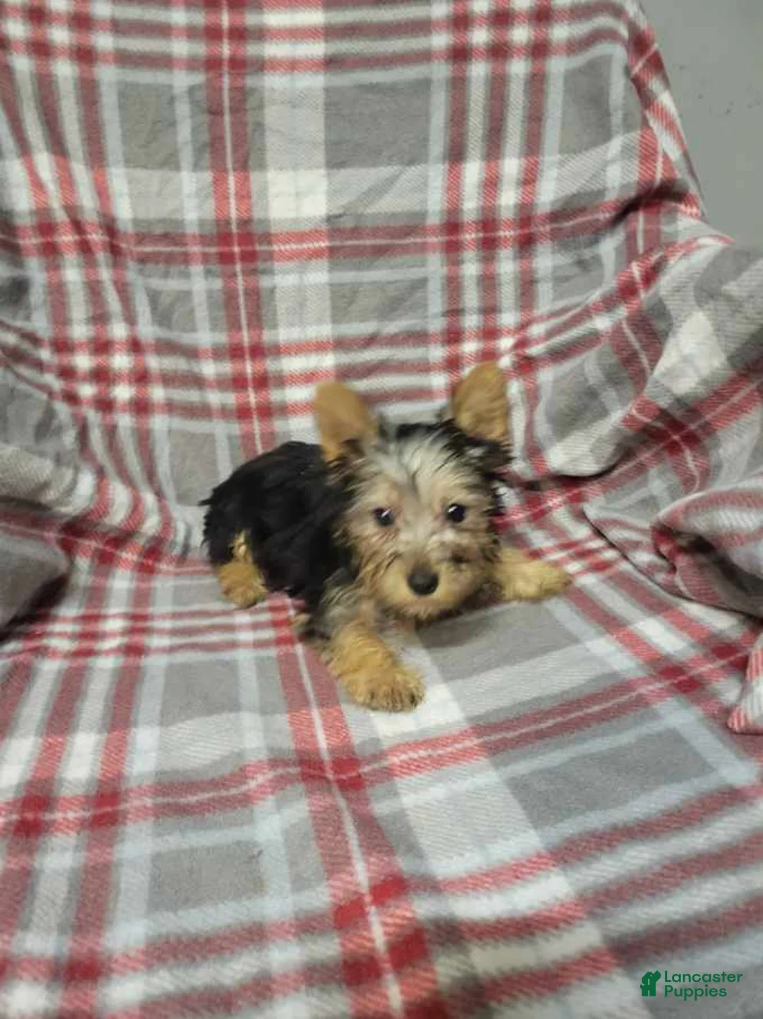 Silky Terrier dogs for sale: Bentley - Ad 2
