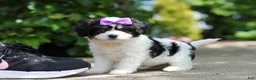 Cavachon dogs for sale: Darla - Ad 4
