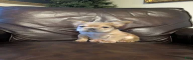 Groot