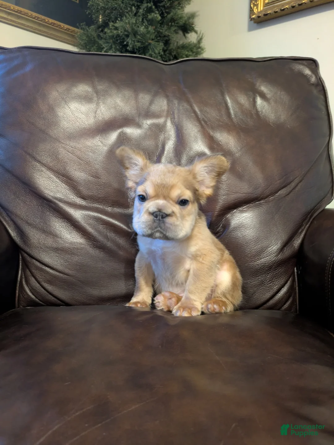 French Bulldog dogs for sale: Groot - Ad 1