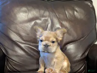 French Bulldog dogs Groot - Ad 7