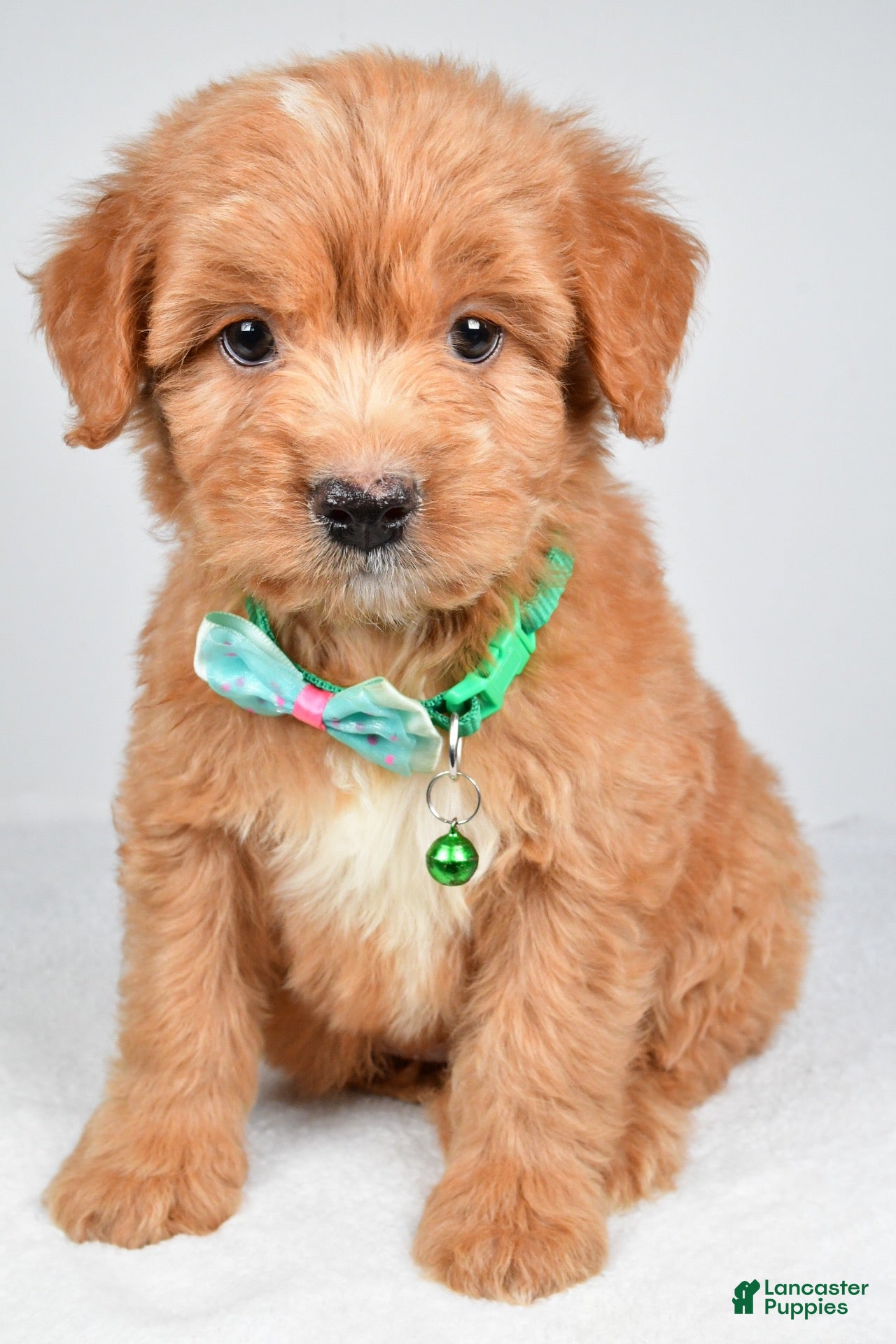 Mixed Breed dogs Tobias - Ad 1